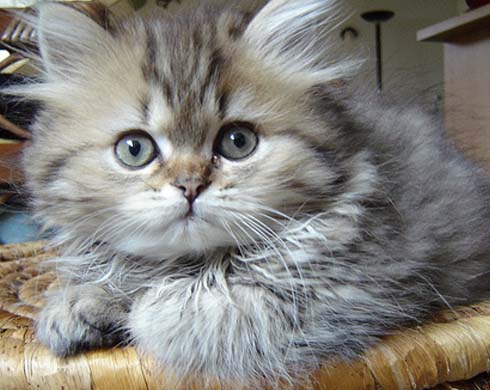 CONTROLE DE PULGAS Controle1