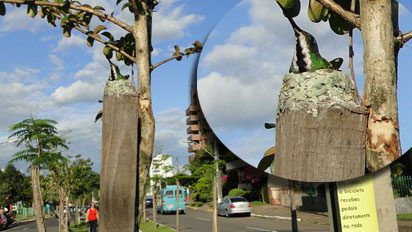 Campo Bom: ninho de beija-flor na ciclovia encanta pedestres beija flor 2211