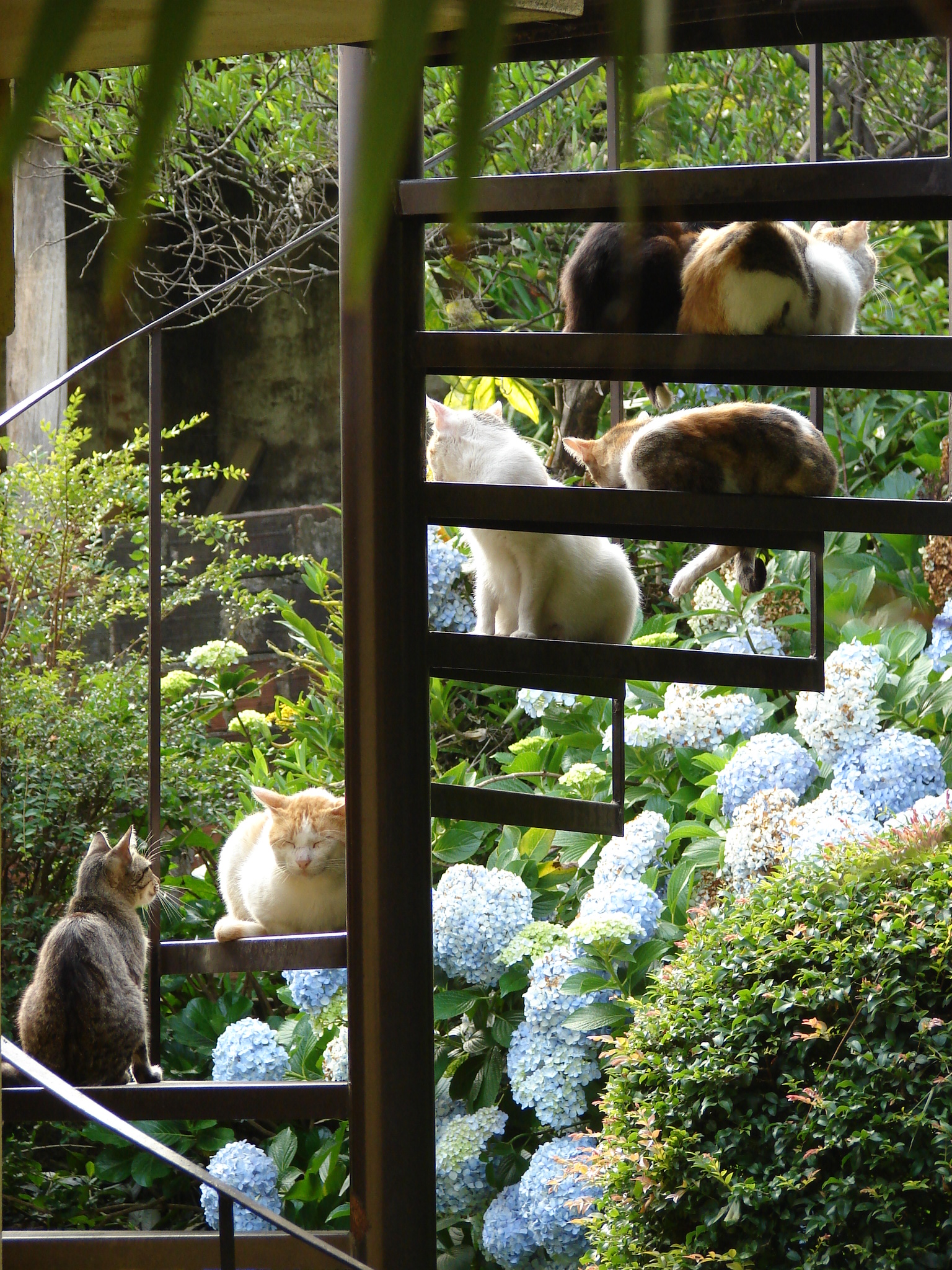 Foto da Semana #2 – “Depositório de Felinos”, de Rodrigo Steffen 2 Rodrigo Steffen O