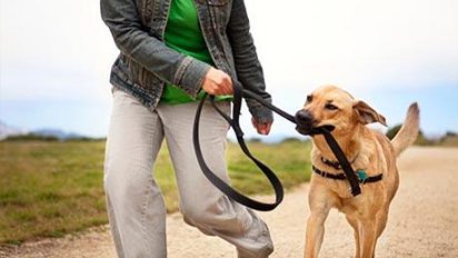SOS Canino: O desafio de criar um cachorro Cachorro