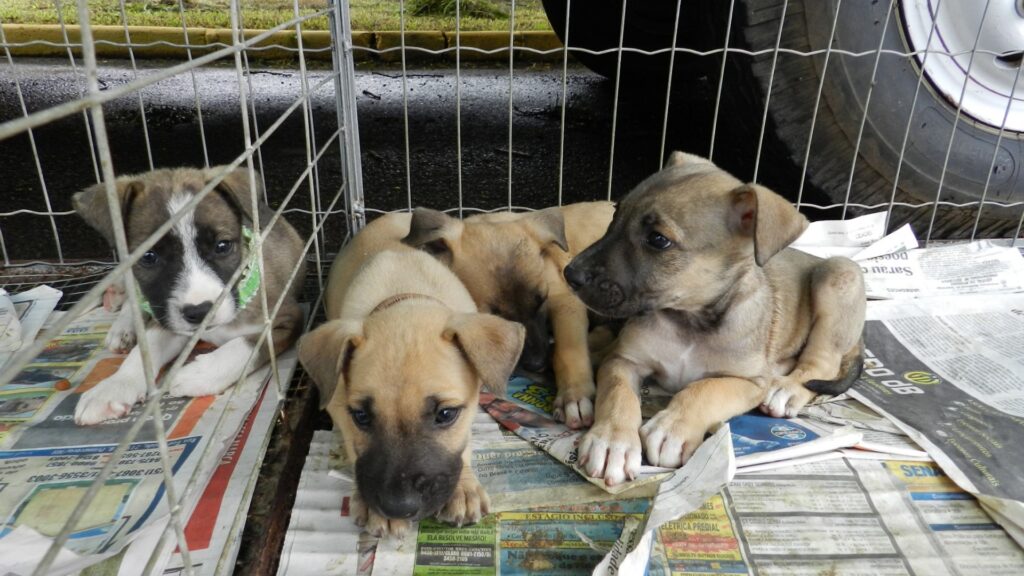 Novos canis para Novo Hamburgo e São leopoldo IVAN LAUFER