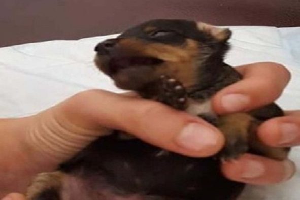 Filhote de cachorro macho tem órgão genital mutilado para ser vendido como fêmea 16set2016 o caozinho macho que foi vendido como femea teve o penis mutilado