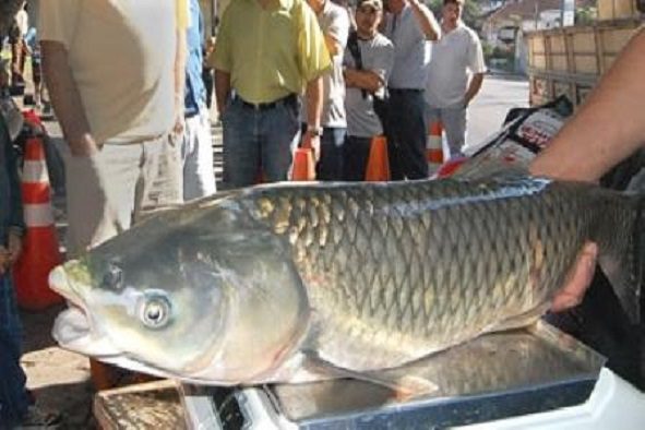 Feira do Peixe Vivo ocorre nos dias 29 e 30 de março