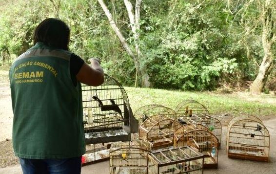 Fiscalização ambiental apreende 14 aves silvestres depois de operação policial aves