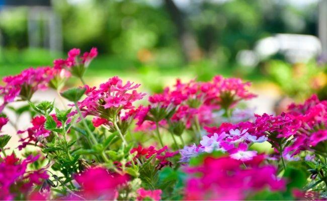 Praça, rótulas e canteiros podem ser adotados por empresas, clubes, associações e entidades flores