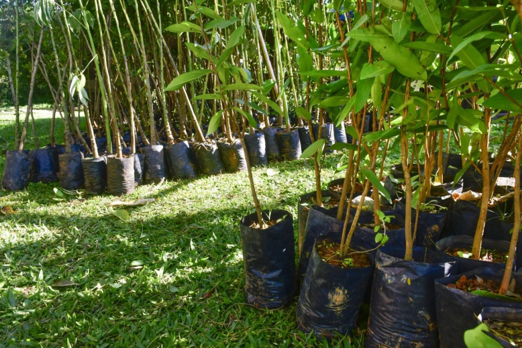 Meio Ambiente faz doação de mudas de árvores mudas