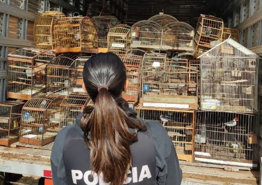 Polícia Civil realiza a sua maior apreensão de aves silvestres na Capital policia 1