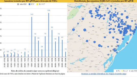 Secretaria da Saúde publica painel com informações sobre as variantes do coronavírus que circulam no Estado estado
