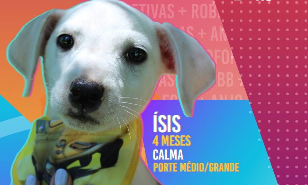 O Globo destaca campanha de adoção em Novo Hamburgo isis1