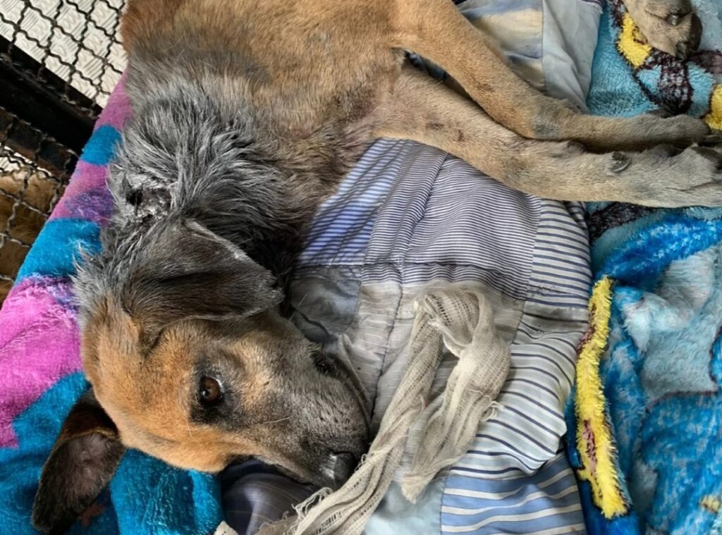 Absurdo: jovens são presos por maltrarem cachorro em Novo Hamburgo Screenshot 20220325 202852 Jornal NH