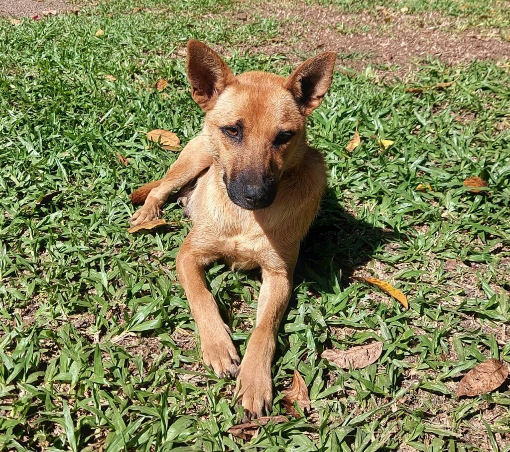 Parobé realiza Feira de Adoção de Animais nesta quinta-feira WhatsApp Image 2022 03 31 at 14.32.17