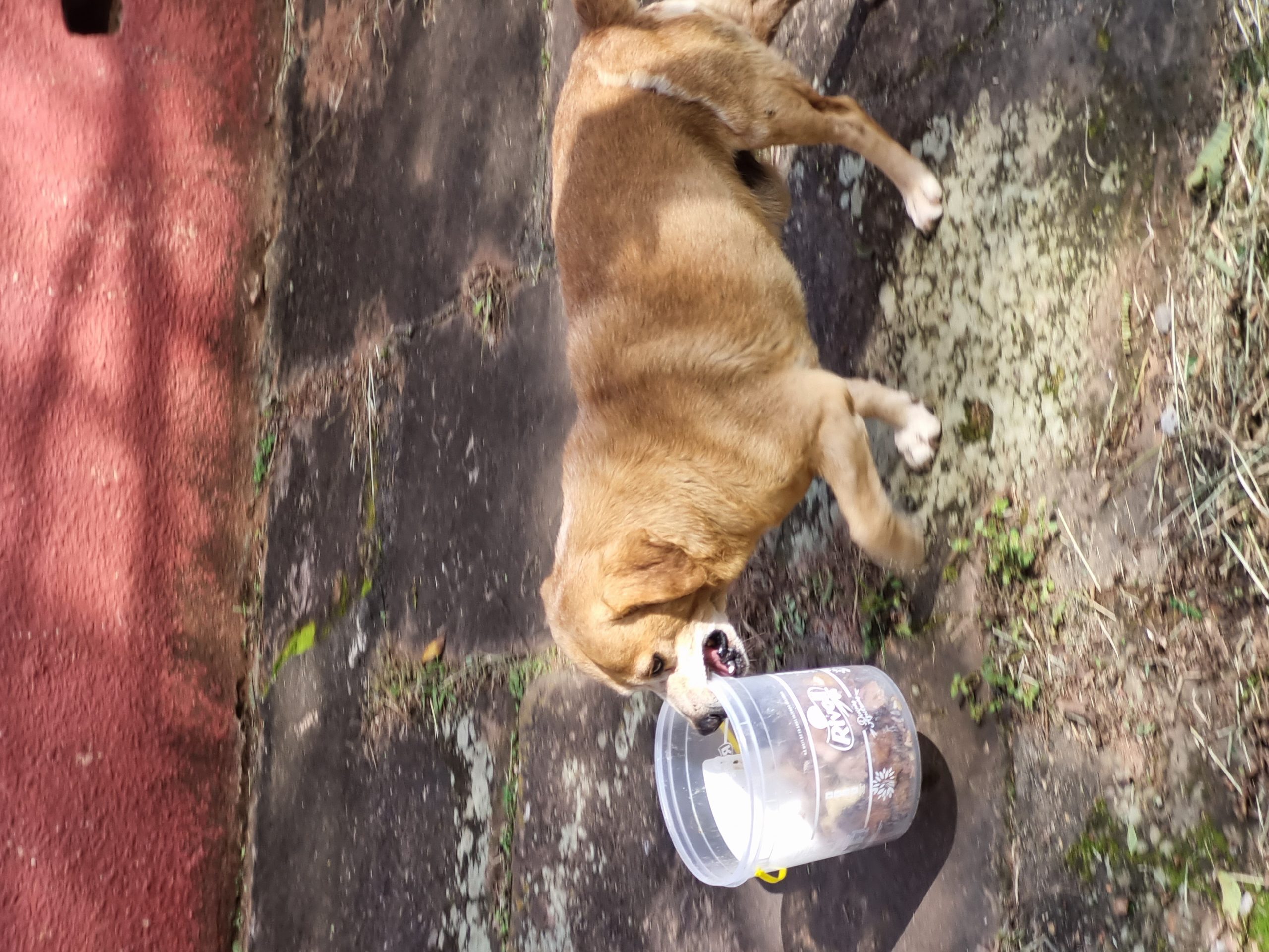 Fofura! Conheça o cachorro de rua Amarelo: ele busca a comida em tradicional restaurante hamburguense. E traz o prato de volta 1 20220520 132056 scaled