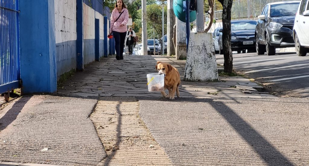 Fofura! Conheça o cachorro de rua Amarelo: ele busca a comida em tradicional restaurante hamburguense. E traz o prato de volta 20220520 132328 1