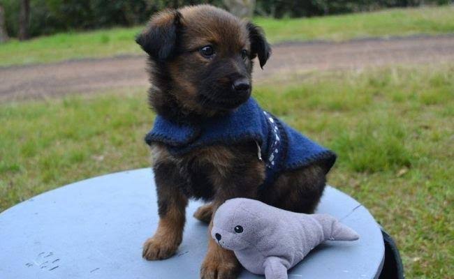 Tradicional empresa de Novo Hamburgo, Krause lança programa para despedida do melhor amigo: o pet images.jpeg 174