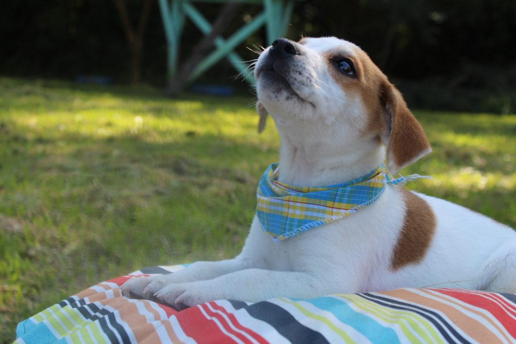 Canil Municipal lança Campanha do Agasalho Pet em NH Canil