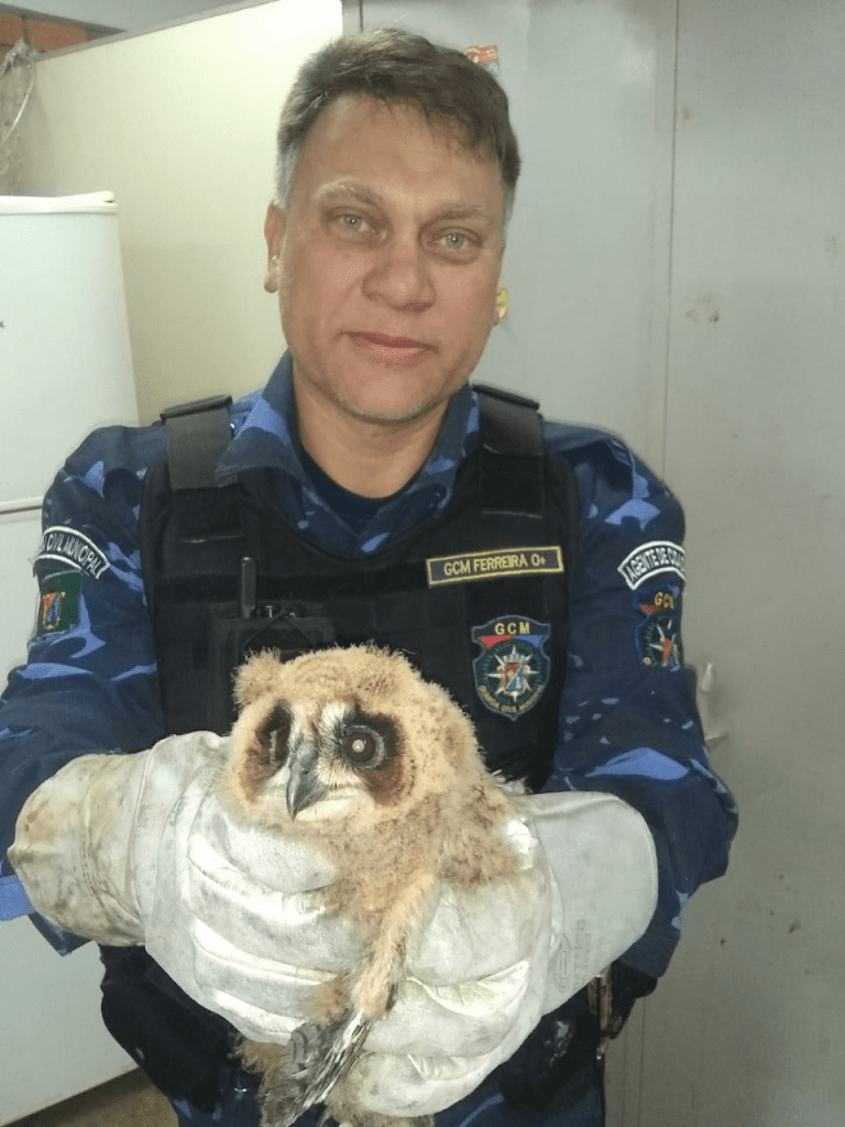 Filhote de coruja é resgatado pelo Grupamento Ambiental em São Leopoldo Coruja