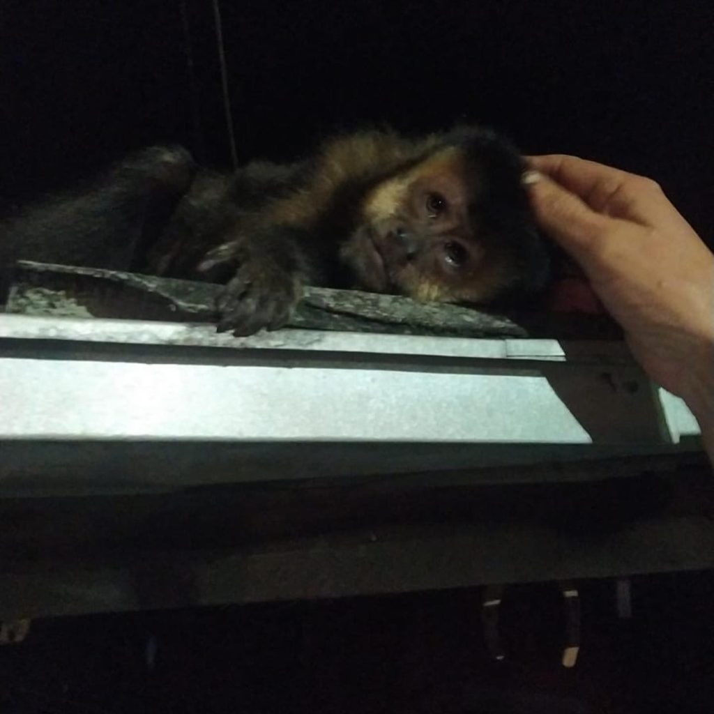 Resgate de Macaco Prego mobiliza Bombeiros de Portão 297139053 1275720619867949 185356759565032759 n