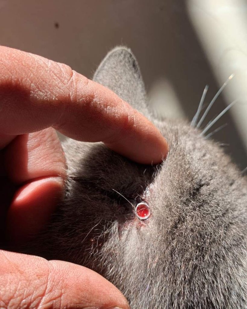 Vizinho incomodado é indiciado por atirar de espingarda em gatos FB IMG 1659441980062