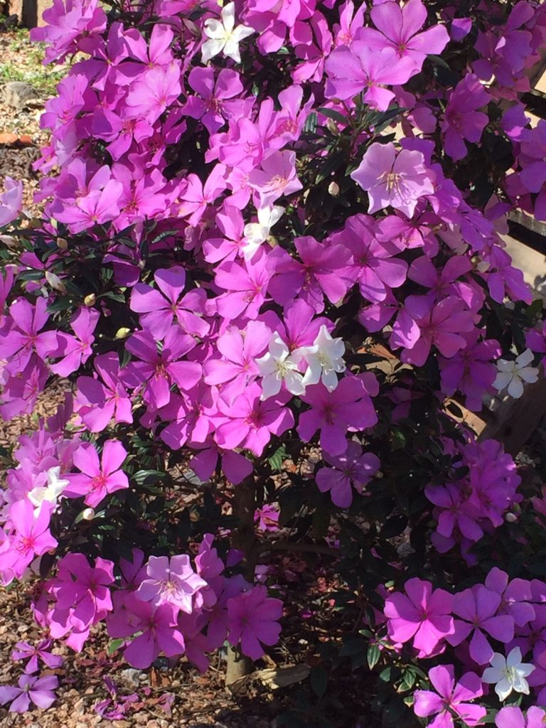 As lindas árvores de flores que colorem Novo Hamburgo dão vida a cidade IMG 20220731 WA0041