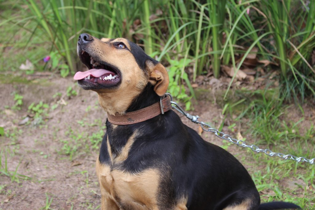 Sábado terá Feira de Adoção de Cachorros em Parobé IMG 5651