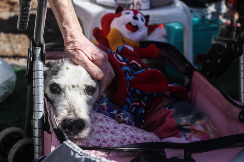 Parapet movimenta São Leopoldo pela adoção de animais com deficiência parapet 1