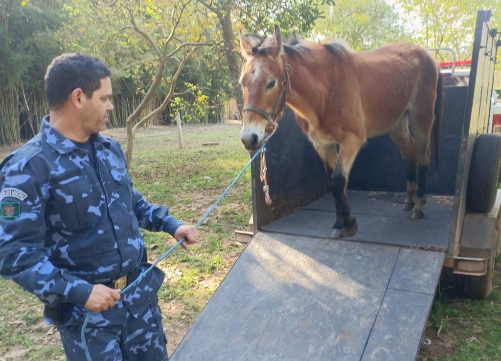 Cavalo solto na RS-240 é resgatado Cavalo 1