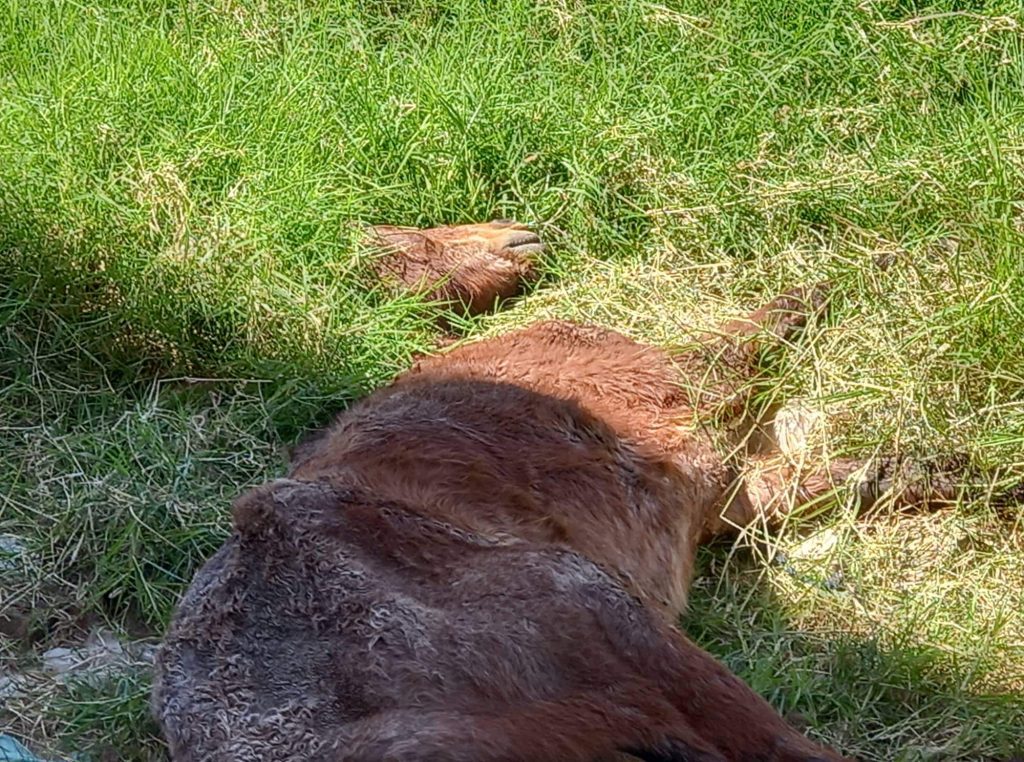 Cavalo de carroceiro é encontrado morto dentro de vala, em Novo Hamburgo received 578741337375067