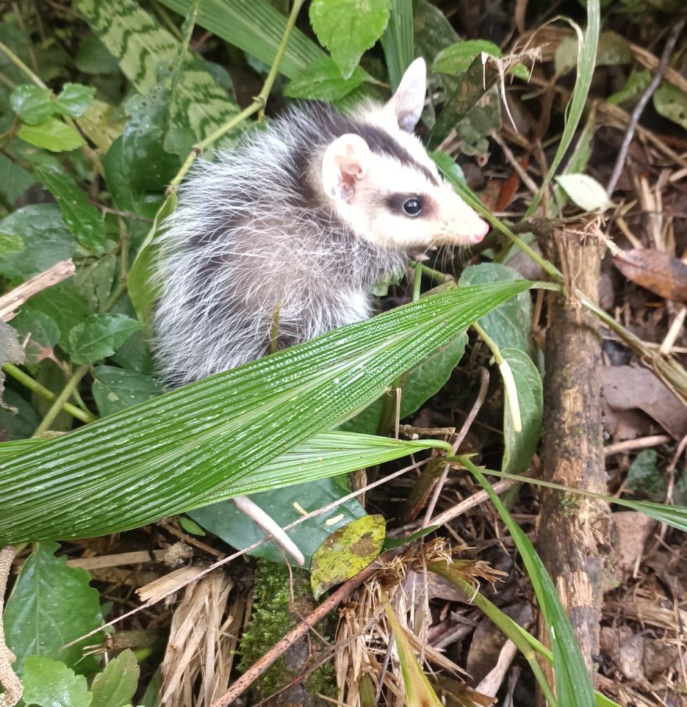 Número de resgates de animais silvestres aumenta em São Leopoldo Animal silvestre
