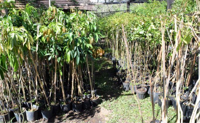 Novo Hamburgo doa centenas de árvores gratuitas a cidade: veja as lindas espécies, direto do Parcão Design sem nome 2022 10 04T130940.018