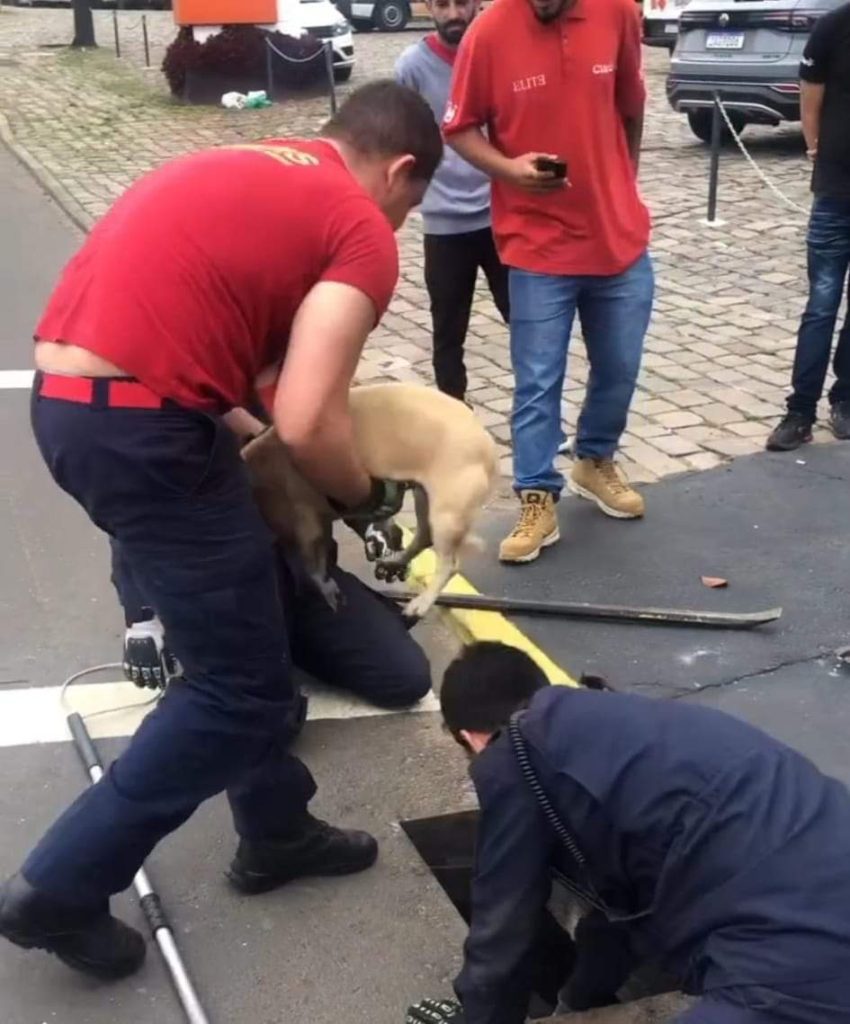 Imagem linda: bombeiros resgatam cachorro que caiu dentro de bueiro em NH FB IMG 1666280147672