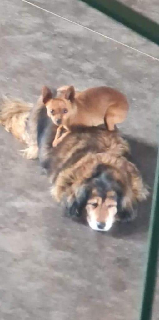 Cachorro é atropelado e morre em Novo Hamburgo: imagens mostram momento FB IMG 1666549614125