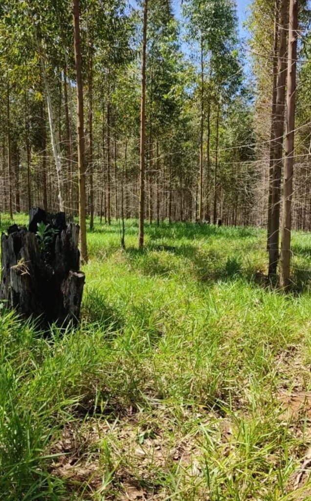 Mulher encontrada morta sem cabeça no Vale pagou dívida com a própria vida FB IMG 1666968448907