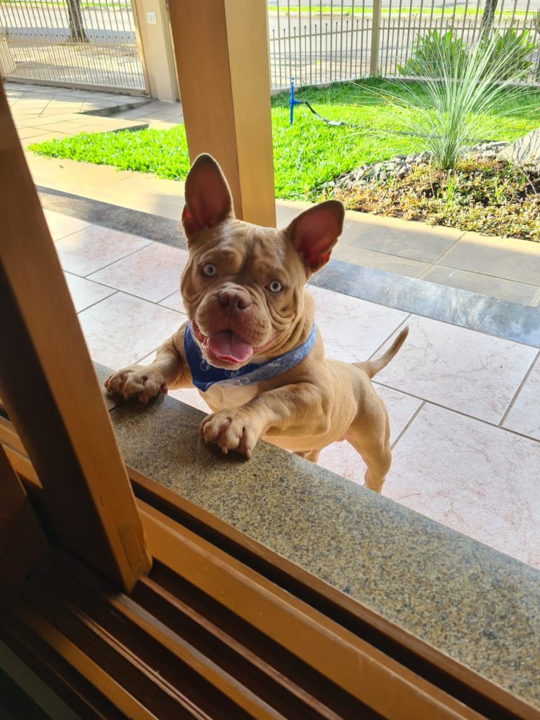 Bandidos roubam casa de médico hamburguense, e levam até cachorro IMG 20221024 WA0041