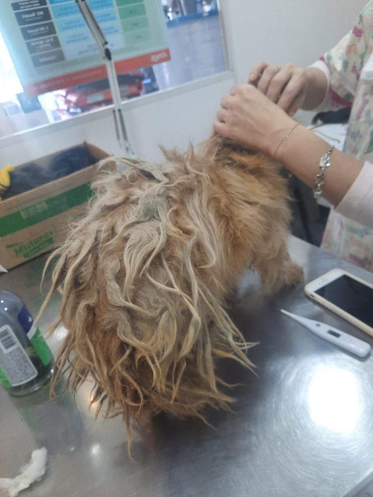 Mulher é presa por maus-tratos a animais no bairro Feitoria Maus tratos