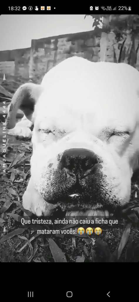 Briga de vizinhos termina com dois cachorros mortos a tiros em Novo Hamburgo: condutas serão apuradas Screenshot 20221009 183257 Instagram
