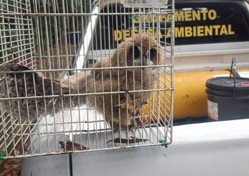 Grupamento de Defesa Ambiental resgata filhote de coruja-orelhuda em São Leopoldo Coruja