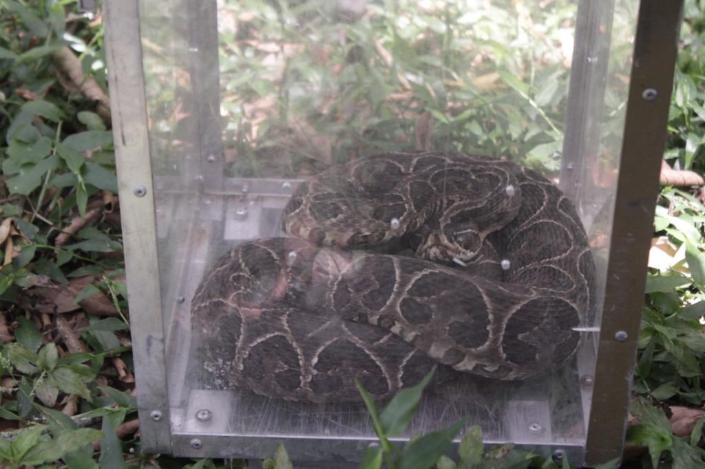 Serpente venenosa é resgatada pelo Grupamento Ambiental de São Leopoldo Cobra