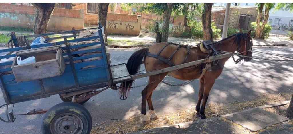 Carroceiro com cavalo é preso pela Guarda Municipal no Vale do Sinos: lei proíbe cavalos 177