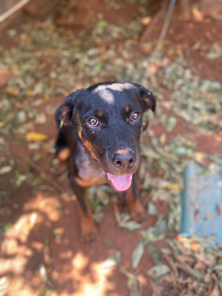 São Leopoldo abre inscrições para castração gratuita de cães e gatos 333016364 964307808274034 7359000035997065334 n