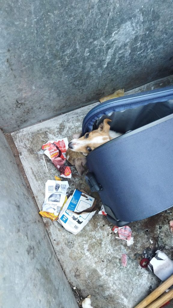 Homem joga cachorros dentro de mala no lixo: ele foi preso 60575535 26B8 477B 8D28 0AA94E6E455C