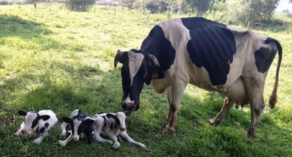 C1EF93C5 0D1B 42B6 BA10 982FB5460F41