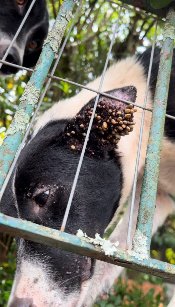 Homem é preso por maus-tratos em São Leopoldo Maus tratos