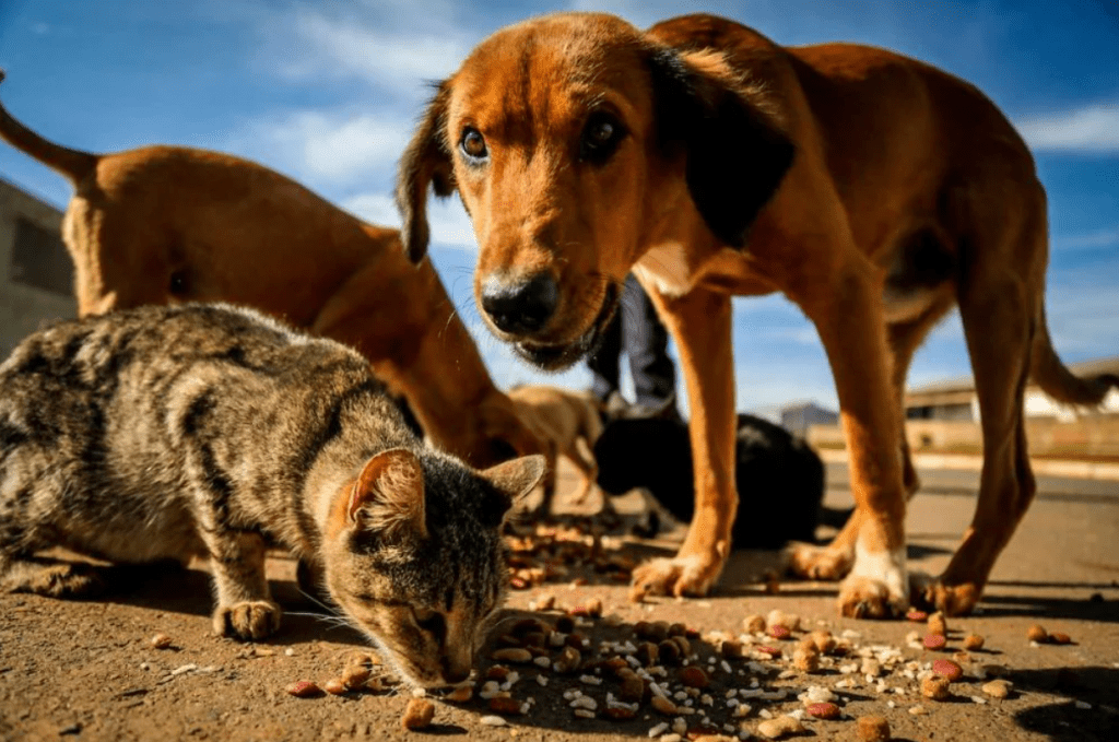 Animais de rua