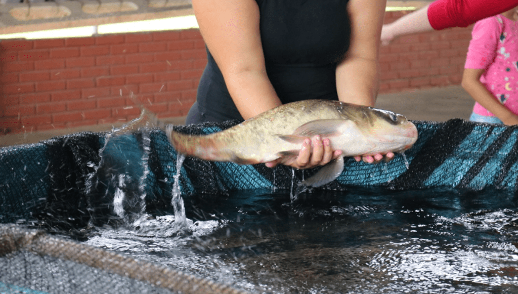 Feira do Peixe de Sapiranga chega à sua 15ª edição com peixes frescos para a Semana Santa Feira do peixe