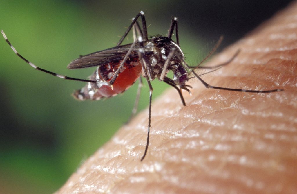 Morte registrada na região pode ter sido por dengue hemorrágica Dengue: confirmada primeira vítima do mosquito em Novo Hamburgo