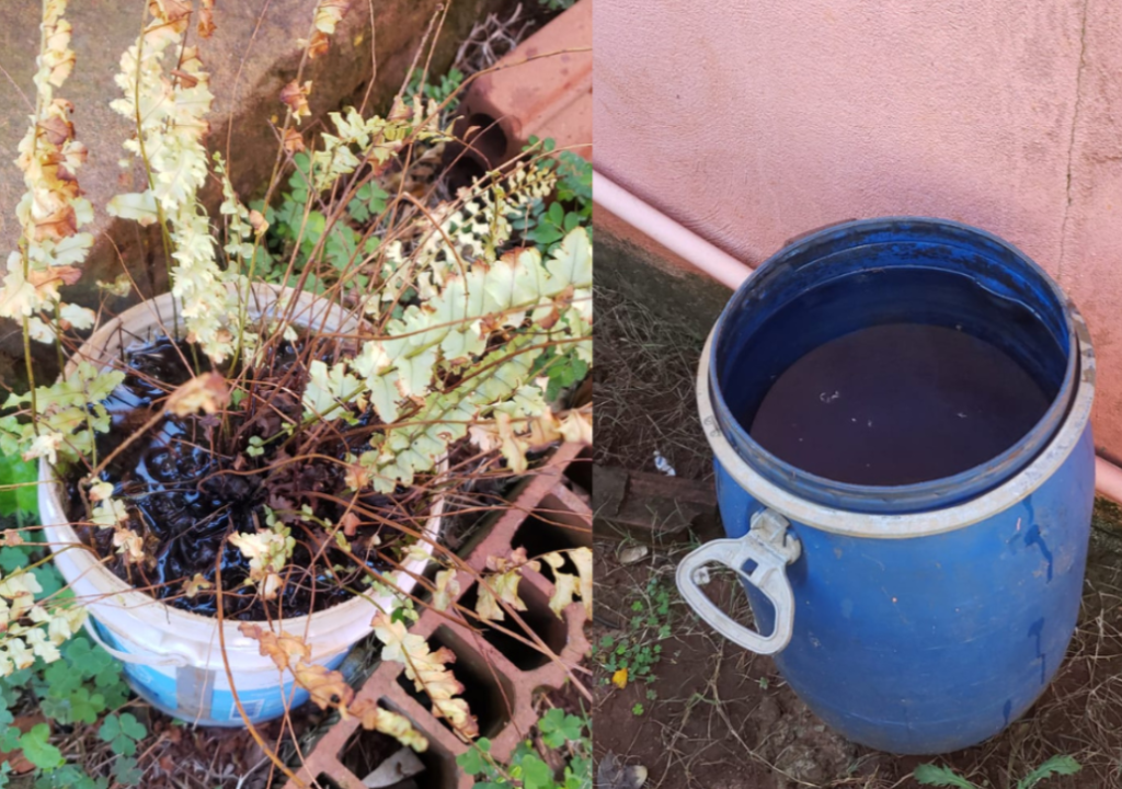 Alerta: índices de Aedes aegypti em Dois Irmãos aumentam quase 500% maior do que nível considerado de alto risco Dengue