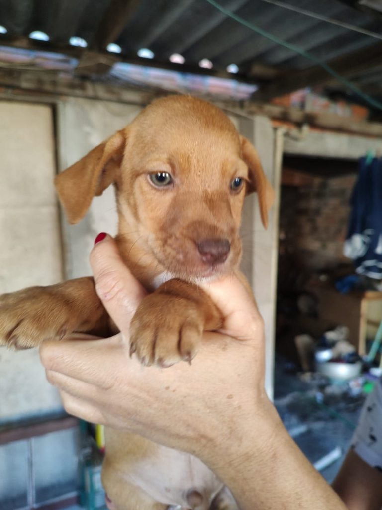 Estância Velha promove tradicional feira de adoção de animais com serviços gratuitos de castração e chipagem WhatsApp Image 2023 05 19 at 13.04.51