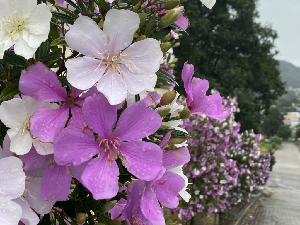 Prefeitura convida população de Morro Reuter para o plantio de Manacá da Serra o plantio sera apenas em passeio publico1684331781
