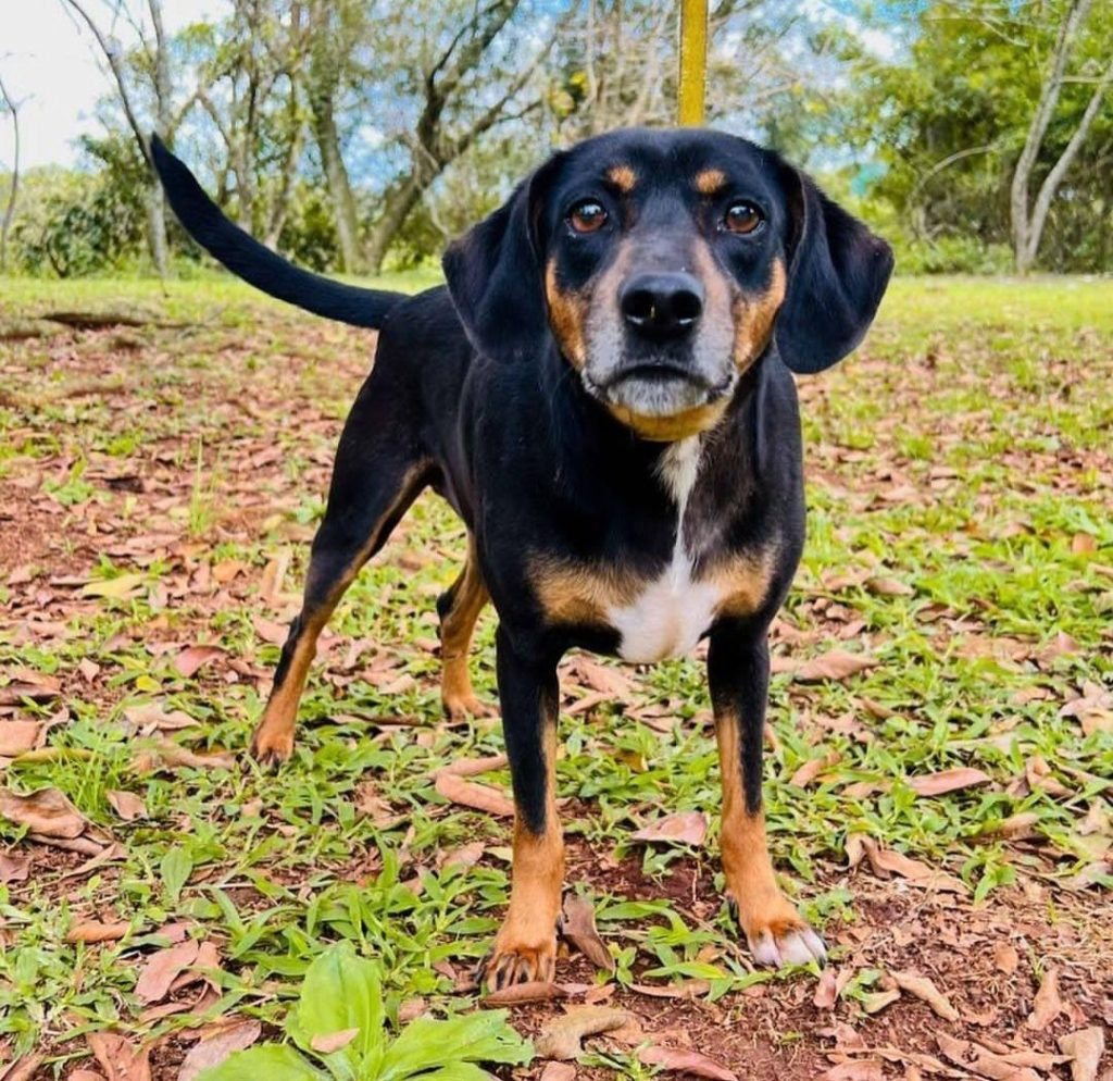 EspaAodeAdoAAodecAesocorrenosAbadodia1A11687887915703