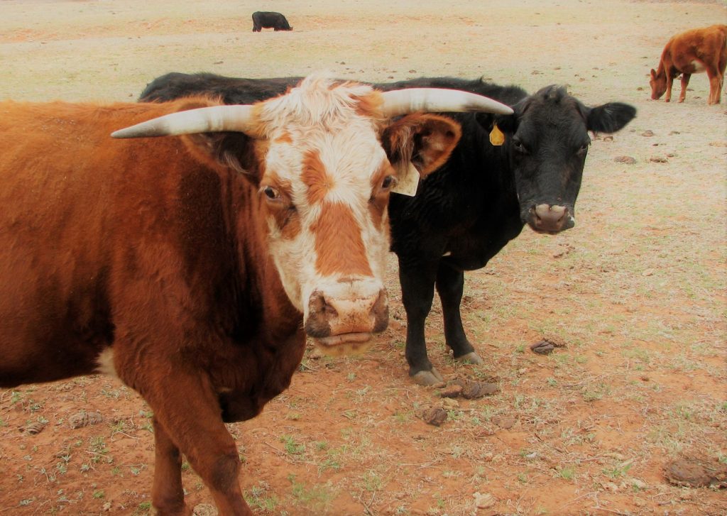 Alerta para Produtores Rurais de Campo Bom: Caso de Raiva Bovina Registrado no Município Raiva Bovina